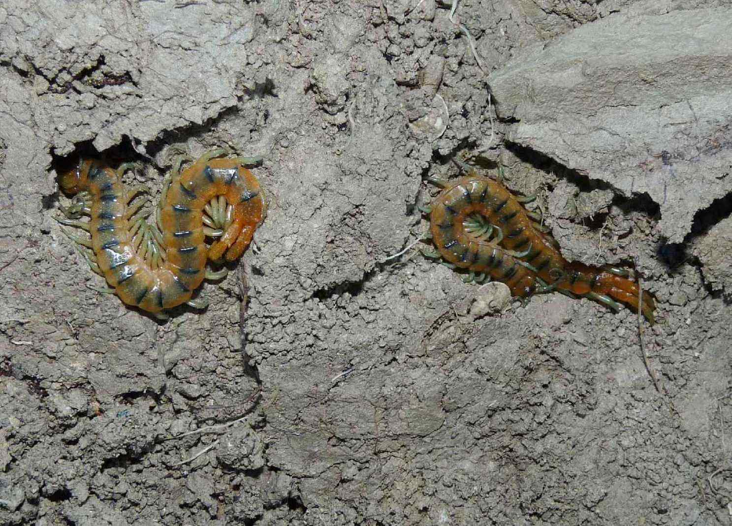 domanda: distribuzione Scolopendra cingulata